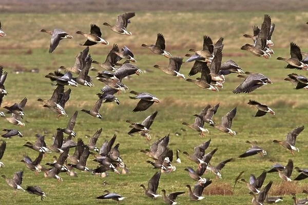 flying flock of Pink-footed geese with some Brent Geese, Brancaster North Norfolk
