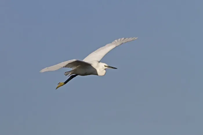 Framed Print : Flying Little Egret - Botswana