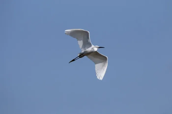 Framed Print : Flying Little Egret - Lake Kerkini, Northern Greece Framed Print : Flying Little Egret - Lake Kerkini, Northern Greece