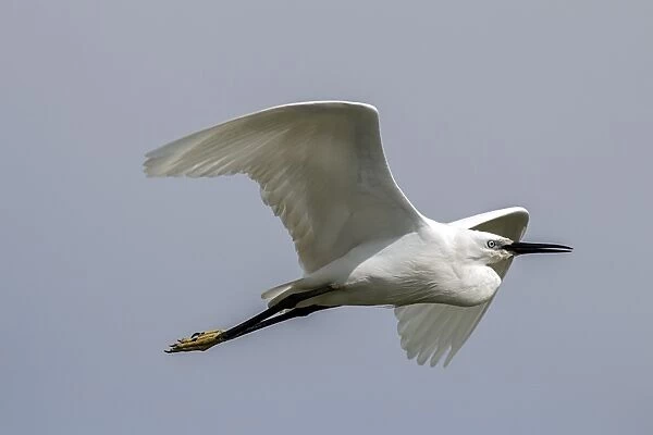 Flying Little Egret - Lake Kerkini, Northern Greece