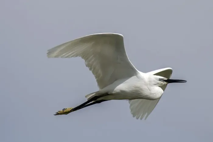 Framed Print : Flying Little Egret - Lake Kerkini, Northern Greece