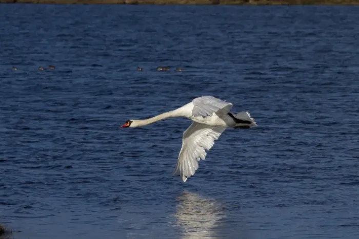 Framed Print : Flying Mute Swan over Loch Framed Print : Flying Mute Swan over Loch