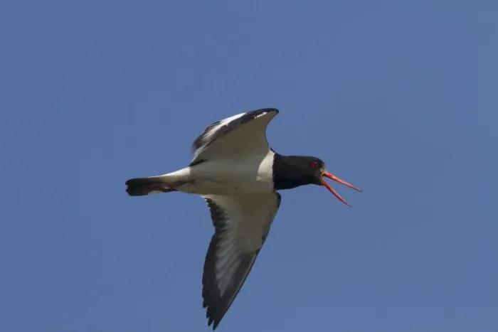 Framed Print : Flying Oystercatcher calling Framed Print : Flying Oystercatcher calling