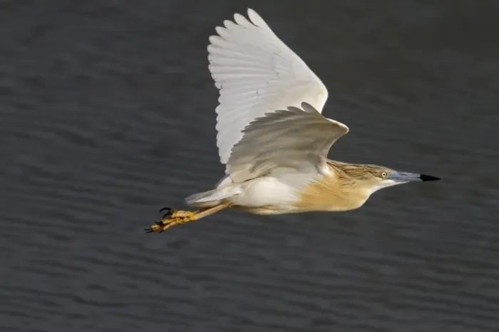 Framed Print : Flying Squacco Heron at Lake Kerkini, Northern Greece Framed Print : Flying Squacco Heron at Lake Kerkini, Northern Greece