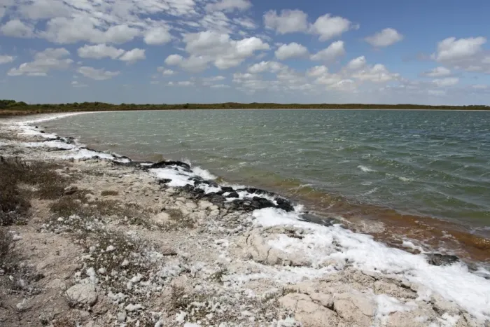 Framed Print : Foam (salt) blown onto bank of saline coastal lake, water is 1. 3 - 1. 4 times more saline than normal seawater