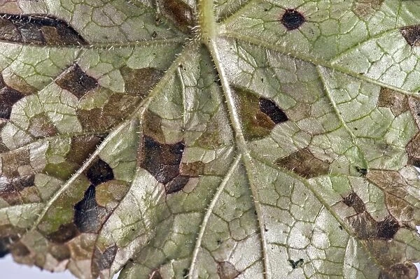 Foliar nematode, Aphelenchoides spp, angular leaf spotting on an ornamental anemone plant leaf underside