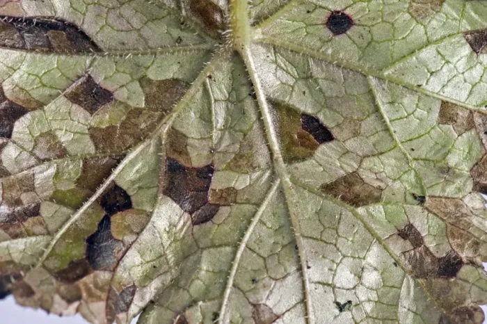 Framed Print : Foliar nematode, Aphelenchoides spp, angular leaf spotting on an ornamental anemone plant leaf underside