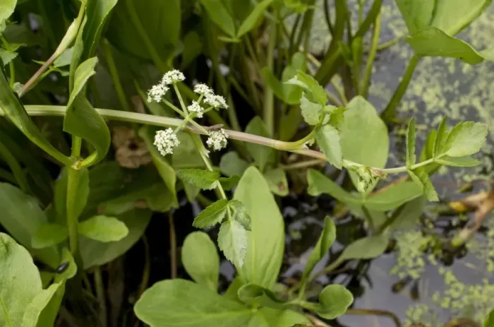 Framed Print : Fools Watercress (Apium nodiflorum) flowering, growing in lake margin, Dorset, England, July Framed Print : Fools Watercress (Apium nodiflorum) flowering, growing in lake margin, Dorset, England, July