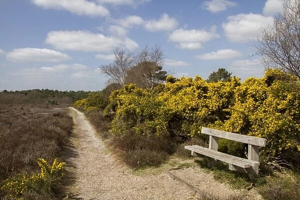 Foot path on Dunwich Heath, Suffolk - early spring