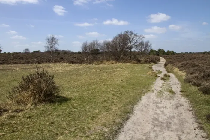 Framed Print : Foot path on Dunwich Heath, Suffolk - early spring Framed Print : Foot path on Dunwich Heath, Suffolk - early spring