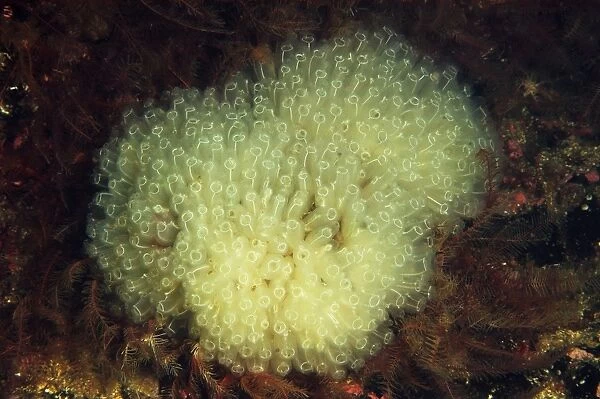 Football Sea-squirt (Diazona violacea) adults, colony in sea loch, Loch Carron, Ross and Cromarty, Highlands, Scotland