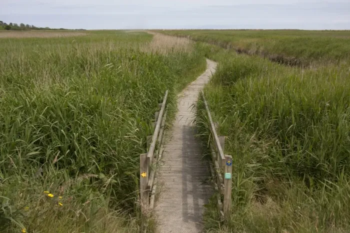Framed Print : Footbridge and boardwalk in coastal marshland habitat, Walberswick National Nature Reserve, Suffolk, England, July Framed Print : Footbridge and boardwalk in coastal marshland habitat, Walberswick National Nature Reserve, Suffolk, England, July