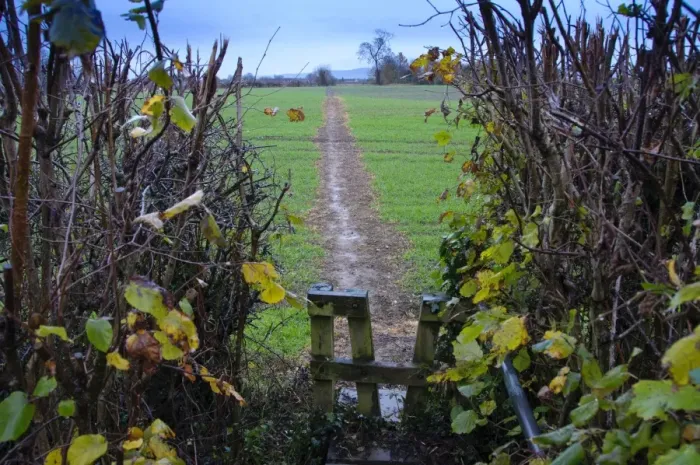Framed Print : Footpath through cereal field, with wooden stile and hedge, Slimbridge, Gloucestershire, England, january Framed Print : Footpath through cereal field, with wooden stile and hedge, Slimbridge, Gloucestershire, England, january