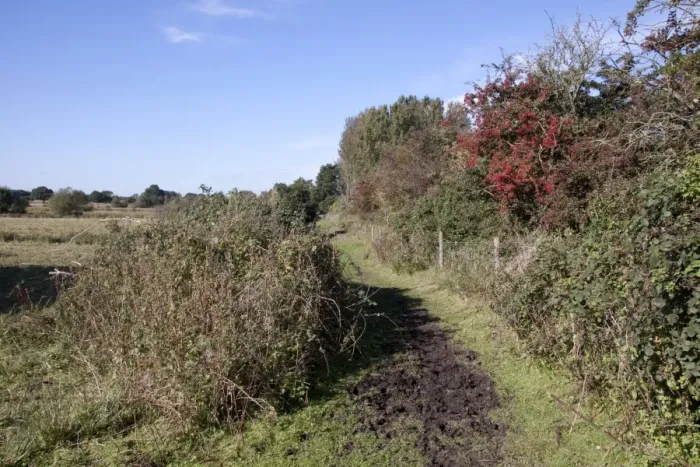 Framed Print : Footpath through Darsham Marsh, a marshland habitat owned by the Suffolk Wildlife Trust Framed Print : Footpath through Darsham Marsh, a marshland habitat owned by the Suffolk Wildlife Trust