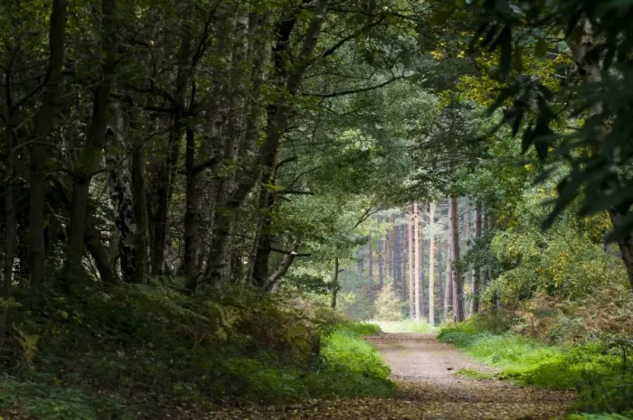Framed Print : Footpath through mixed deciduous and coniferous woodland habitat, Clumber Park, Nottinghamshire, England, october Framed Print : Footpath through mixed deciduous and coniferous woodland habitat, Clumber Park, Nottinghamshire, England, october