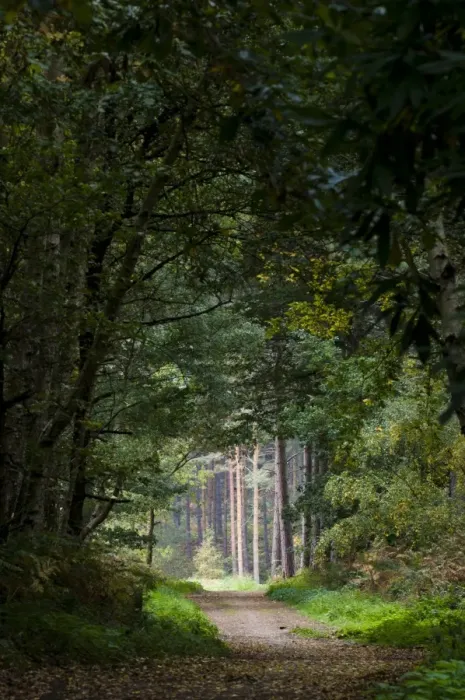 Framed Print : Footpath through mixed deciduous and coniferous woodland habitat, Clumber Park, Nottinghamshire, England, october Framed Print : Footpath through mixed deciduous and coniferous woodland habitat, Clumber Park, Nottinghamshire, England, october