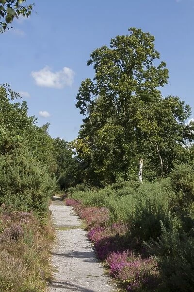 A footpath on Westleton Heath with Heather and Sweet Chestnut tree