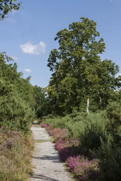 Framed Print : A footpath on Westleton Heath with Heather and Sweet Chestnut tree
