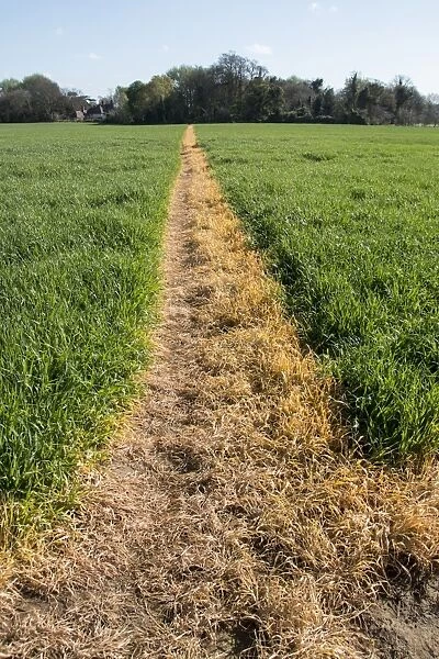 A footpath across a wheat field has been sprayed with roundup to keep it clear for public access. Orford Suffolk
