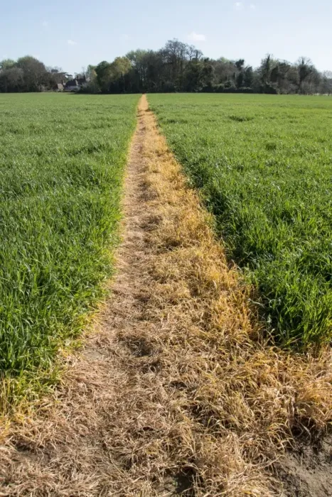 Framed Print : A footpath across a wheat field has been sprayed with roundup to keep it clear for public access. Orford Suffolk Framed Print : A footpath across a wheat field has been sprayed with roundup to keep it clear for public access. Orford Suffolk