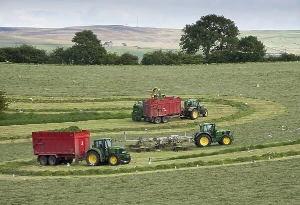 Forage harvesting grass for silage, forage harvester cutting grass and loading wagons, West Marton, North Yorkshire