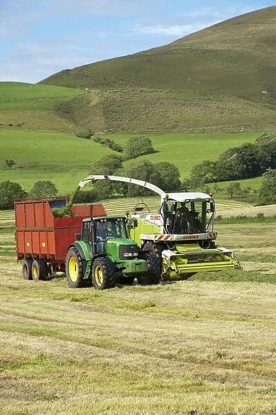 Forage harvesting grass for silage, forage harvester cutting grass and loading wagon, Bleasedale, Lancashire, England