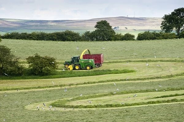 Forage harvesting grass for silage, forage harvester cutting grass and loading wagon, West Marton, North Yorkshire
