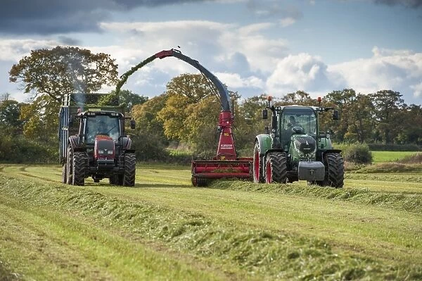 Forage harvesting grass for silage, tractor with forage harvester cutting grass and loading wagon, Tattenhall