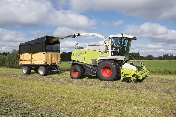 Forage harvesting silage, Cls Jaguar 850 forage harvester cutting grass and loading wagon, Alunda, Uppsala, Sweden