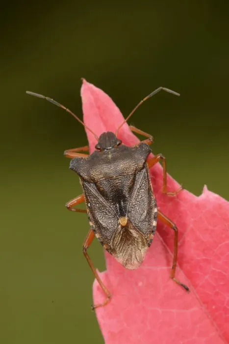Framed Print : Forest Bug (Pentatoma rufipes) adult, resting on Virginia Creeper (Parthenocissus quinquefolia) leaf, Oxfordshire Framed Print : Forest Bug (Pentatoma rufipes) adult, resting on Virginia Creeper (Parthenocissus quinquefolia) leaf, Oxfordshire