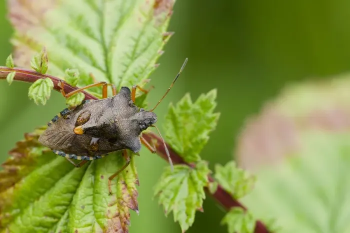 Framed Print : Forest Bug (Pentatoma rufipes) adult, with raindrops, resting on Meadowsweet (Filipendula ulmaria) leaves Framed Print : Forest Bug (Pentatoma rufipes) adult, with raindrops, resting on Meadowsweet (Filipendula ulmaria) leaves