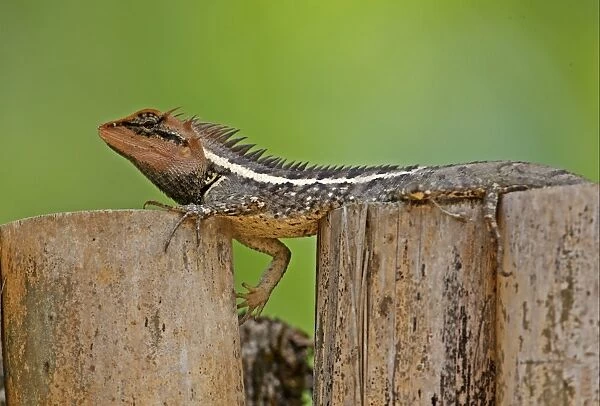 Forest Crested Agama (Calotes emma) adult male, resting on fence, Kaeng Krachan N. P. Thailand, february