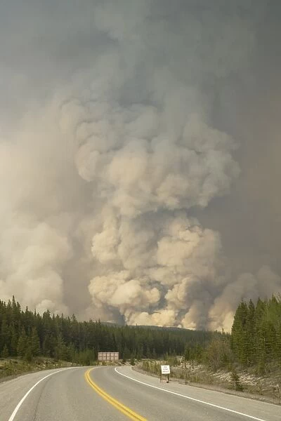Forest fire, controlled burn beside road, Saskatchewan Valley, Banff N. P. Rocky Mountains, Alberta, Canada, june 2009