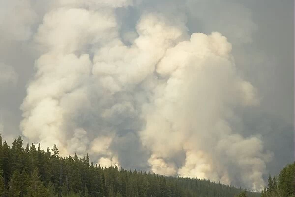 Forest fire, controlled burn, Saskatchewan Valley, Banff N. P. Rocky Mountains, Alberta, Canada, june 2009