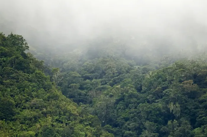 Framed Print : Forest habitat on slopes of inactive volcano, Mount Kitanglad, Kitanglad Mountain Range, Mindanao Island, Philippines Framed Print : Forest habitat on slopes of inactive volcano, Mount Kitanglad, Kitanglad Mountain Range, Mindanao Island, Philippines