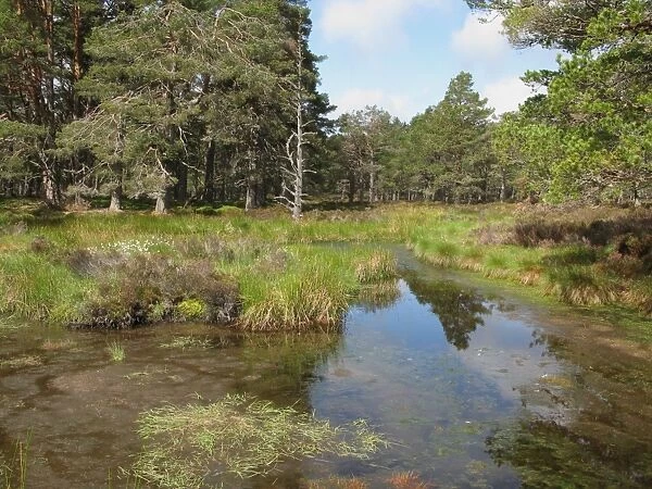 Forest lochan habitat, Abernethy National Nature Reserve, Caledonian Forest, Cairngorms N. P. Grampian Mountains, Highlands, Scotland, may