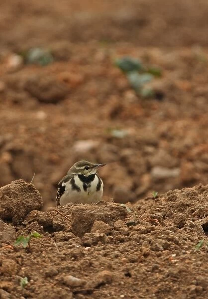 Forest Wagtail (Dendronanthus indicus) adult, sitting in arable field, Beidaihe, Hebei, China, may