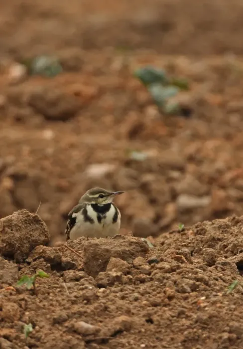 Framed Print : Forest Wagtail (Dendronanthus indicus) adult, sitting in arable field, Beidaihe, Hebei, China, may Framed Print : Forest Wagtail (Dendronanthus indicus) adult, sitting in arable field, Beidaihe, Hebei, China, may