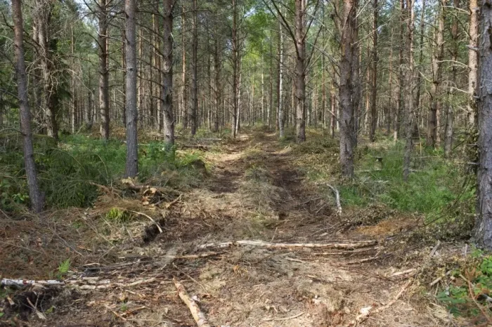 Framed Print : Forestry machinery track through coniferous forest, Sweden, july Framed Print : Forestry machinery track through coniferous forest, Sweden, july