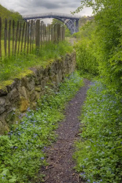 Framed Print : Forget-me-not (Myosotis sp. ) flowering, growing beside path leading to river and cast iron bridge, River Severn Framed Print : Forget-me-not (Myosotis sp. ) flowering, growing beside path leading to river and cast iron bridge, River Severn