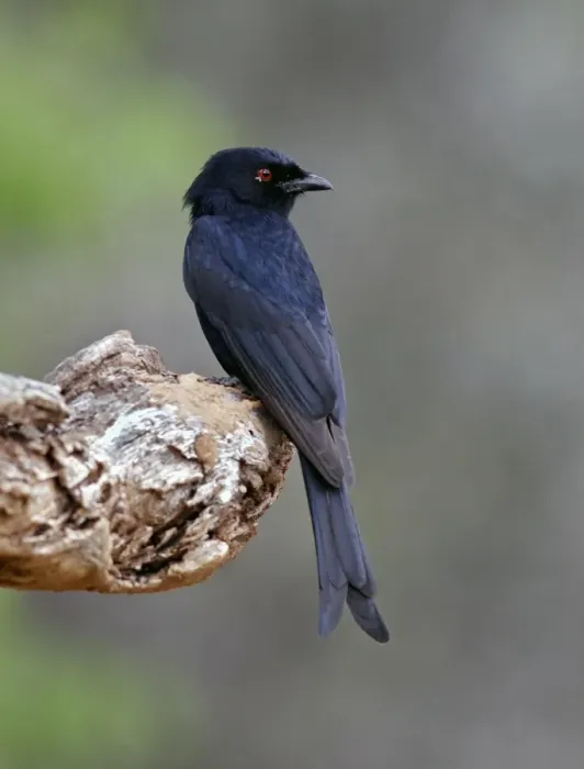 Framed Print : Fork-tailed Drongo (Dicrurus adsimilis) Common Drongo, Adult perched, Kenya Framed Print : Fork-tailed Drongo (Dicrurus adsimilis) Common Drongo, Adult perched, Kenya