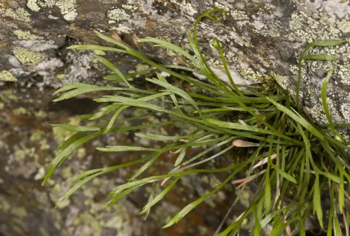 Framed Print : Forked Spleenwort (Asplenium septentrionale) leaves, growing on acid rock, Spanish Pyrenees, Spain, June Framed Print : Forked Spleenwort (Asplenium septentrionale) leaves, growing on acid rock, Spanish Pyrenees, Spain, June