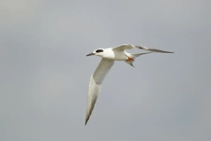 Framed Print : Forsters Tern (Sterna forsteri) adult, non-breeding plumage, in flight, at coast, Texas, U. S. A. april Framed Print : Forsters Tern (Sterna forsteri) adult, non-breeding plumage, in flight, at coast, Texas, U. S. A. april