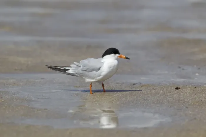 Framed Print : Forsters Tern (Sterna forsteri) adult, breeding plumage, standing on shore at coast, Texas, U. S. A. april