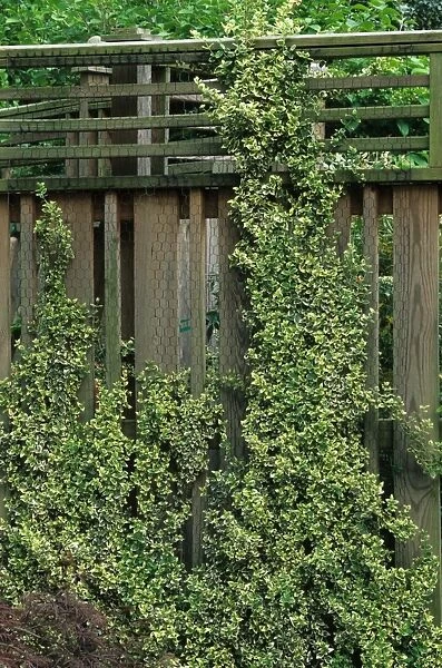 Fortunes Spindle (Euonymus fortunei) Emerald Gaiety, trained up fence in garden, U. S. A