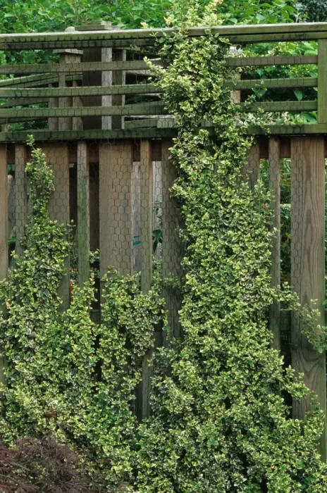 Framed Print : Fortunes Spindle (Euonymus fortunei) Emerald Gaiety, trained up fence in garden, U. S. A Framed Print : Fortunes Spindle (Euonymus fortunei) Emerald Gaiety, trained up fence in garden, U. S. A