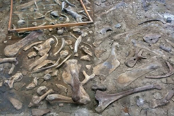 Fossil quarry, location of most cretaceous dinosaur species ever found, Dinosaur Provincial Park, Alberta, Canada