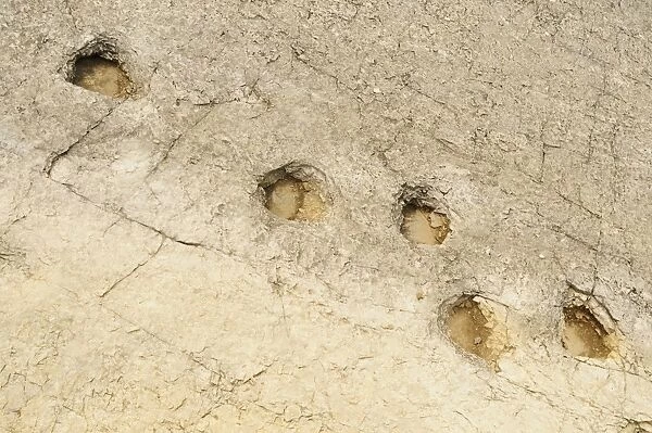 Fossilised dinosaur footprints in rock, Lavini di Marco, Rovereto, Trentino, Italian Alps, Italy, June