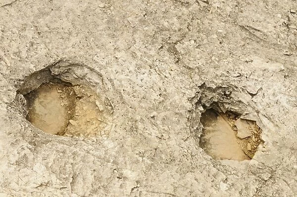 Fossilised dinosaur footprints in rock, Lavini di Marco, Rovereto, Trentino, Italian Alps, Italy, June