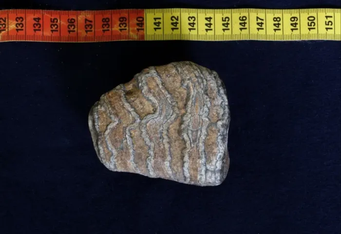 Framed Print : Fossilized deformed tooth from Straight-tusked Elephant (Elephas antiquus) from Cromer Forest Beds, laid down over 500 Framed Print : Fossilized deformed tooth from Straight-tusked Elephant (Elephas antiquus) from Cromer Forest Beds, laid down over 500